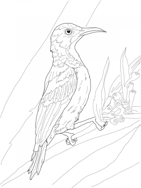 Brown Throated Sunbird coloring page image