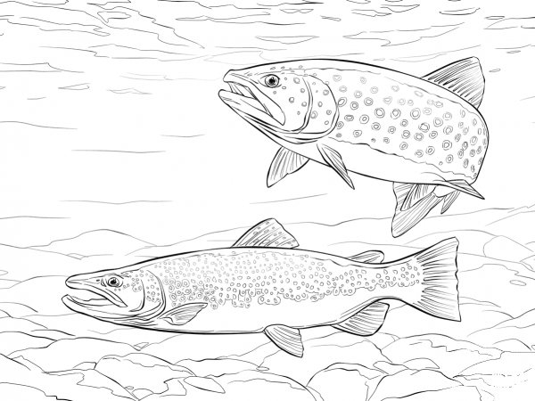 Brown Trout coloring page image