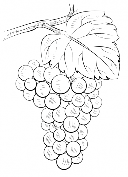 Brunch of Grapes coloring page image