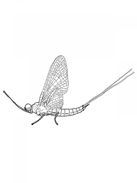 Brush Legged Mayfly coloring page image