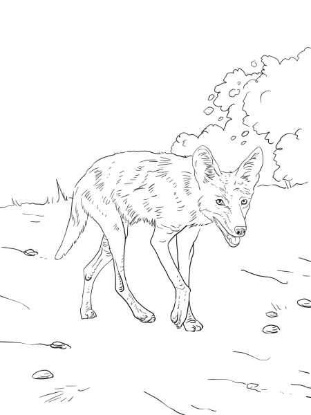 Brush Wolf or Coyote coloring page image