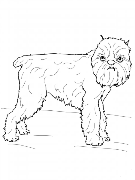 Brussels Griffon coloring page image