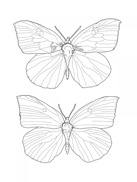 Buckeye Butterfly coloring page image