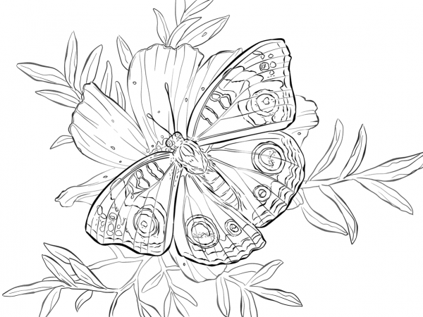 Buckeye Butterfly on a Flower coloring page image