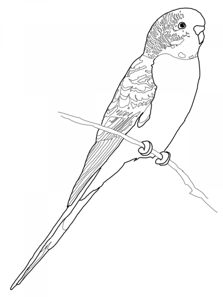 Budgerigar Parrot coloring page image
