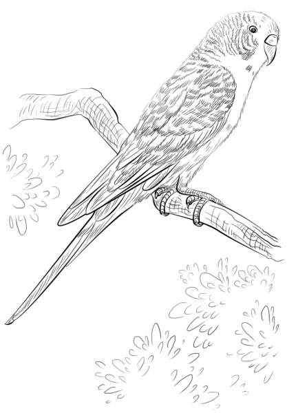 Budgie Parrot coloring page image