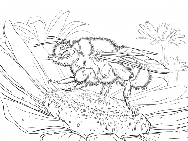 Buff Tailed Bumblebee coloring page image