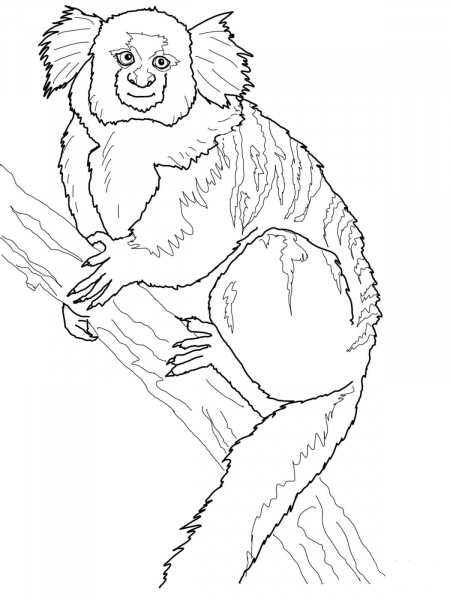 Buffy Tufted Ear Marmoset coloring page image