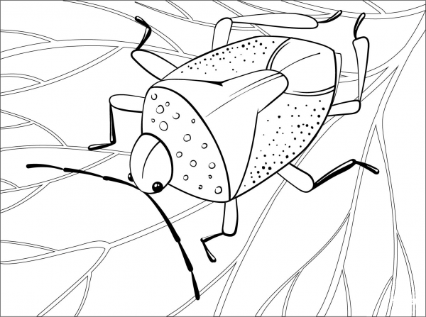 Bug coloring page image