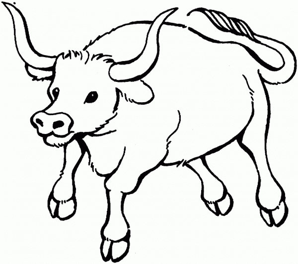 Bull 7 coloring page image