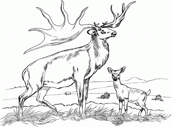 Bull Elk and Baby Elk coloring page image