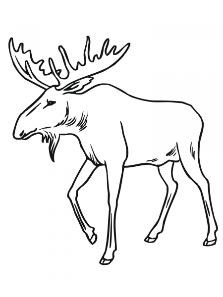 Bull Moose coloring page image