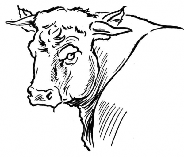 Bull Portait coloring page image