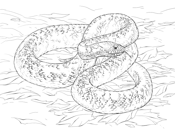 Bull Snake coloring page image
