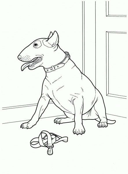 Bull Terrier  coloring page image