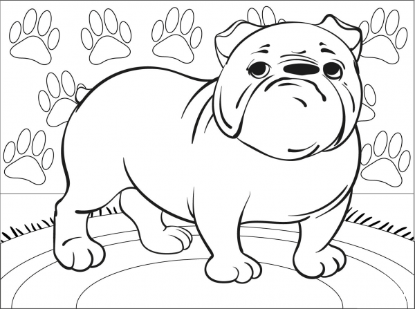 Bulldog coloring page image