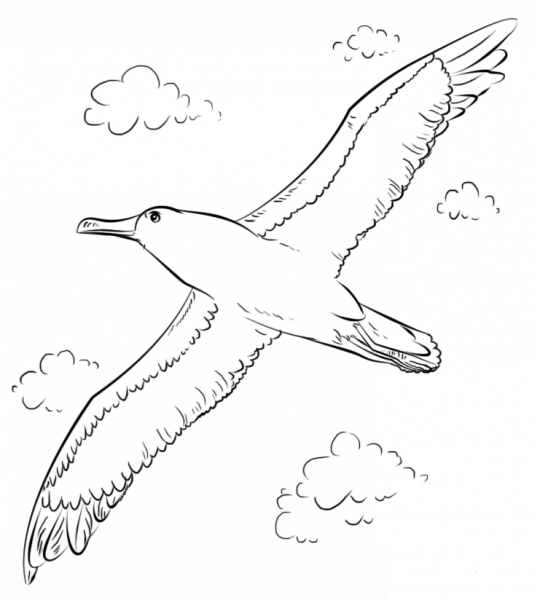 Buller’s Albatross in Flight coloring page image