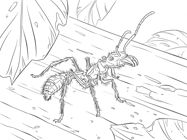 Bullet Ant coloring page image