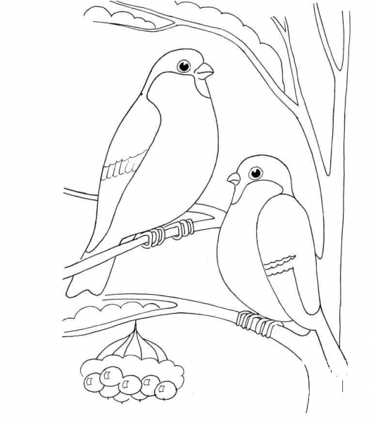 Bullfinches coloring page image
