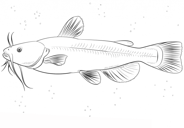 Bullhead catfish coloring page image