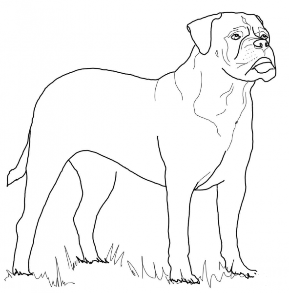Bullmastiff coloring page image