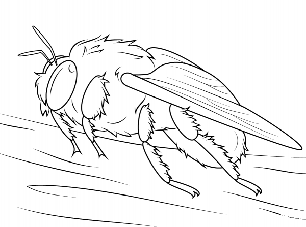 Bumblebee coloring page image