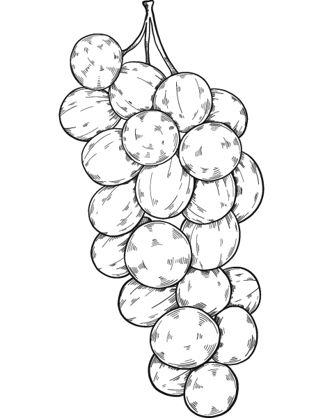 Bunch of Grapes coloring page image
