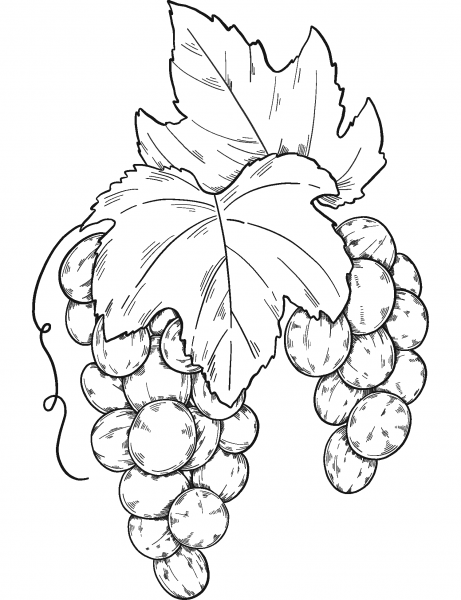 Bunch of Grapes coloring page image
