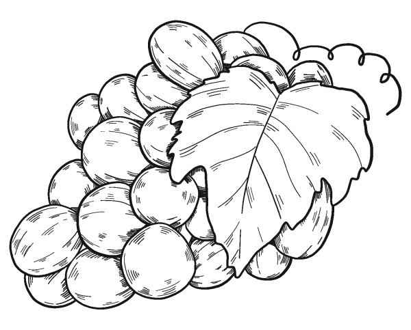 Bunch of Grapes coloring page image