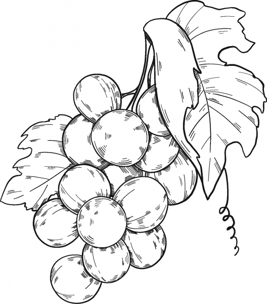 Bunch of Grapes coloring page image