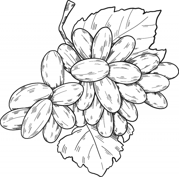 Bunch of Grapes coloring page image