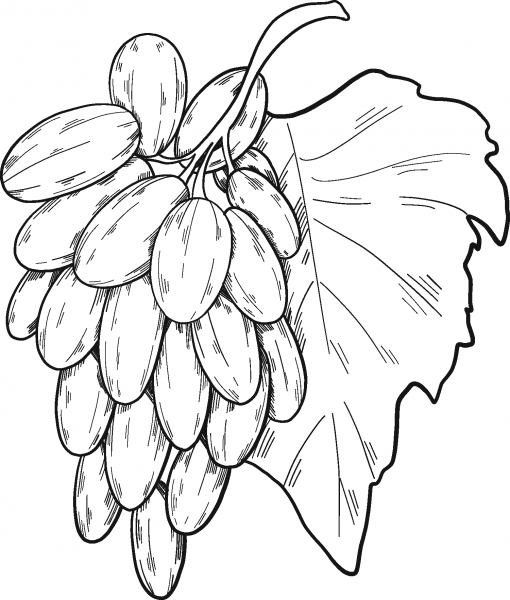 Bunch of Grapes coloring page image