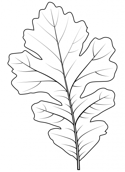 Bur Oak Leaf coloring page image