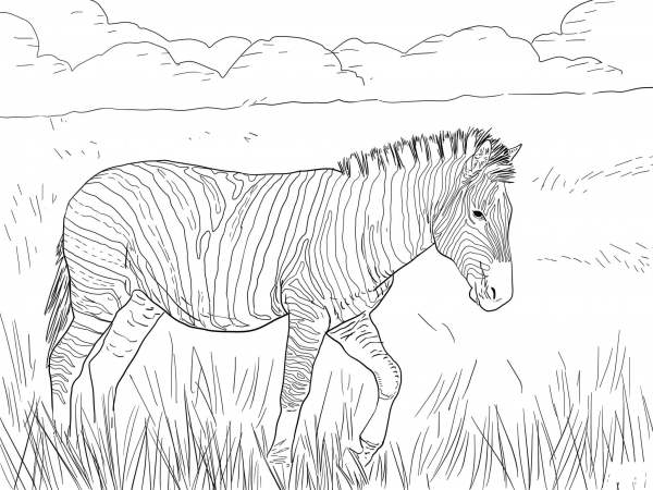 Burchell’s Plain Zebra coloring page image