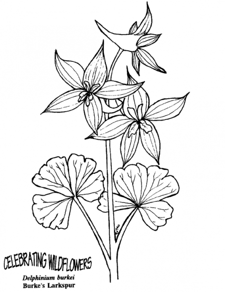 Burke’s Larkspur coloring page image