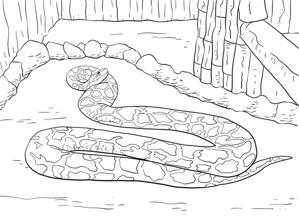 Burmese Python coloring page image