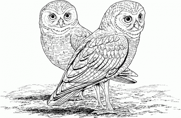 Burrowing Owl coloring page image