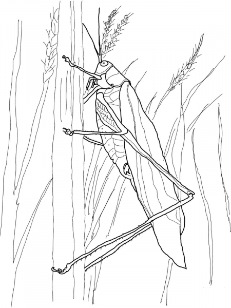 Bush Katydid coloring page image
