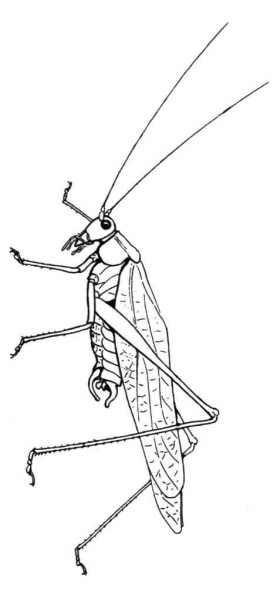 Bush Katydid coloring page image