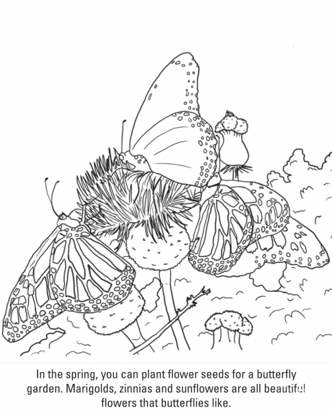 Butterflies coloring page image