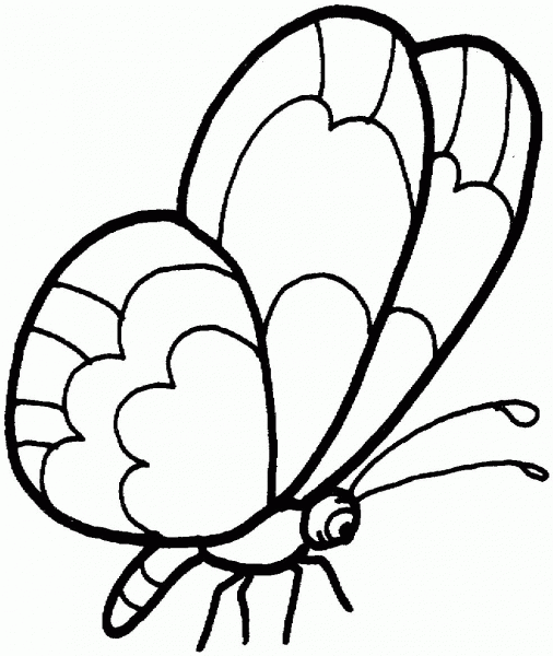 Butterfly coloring page image