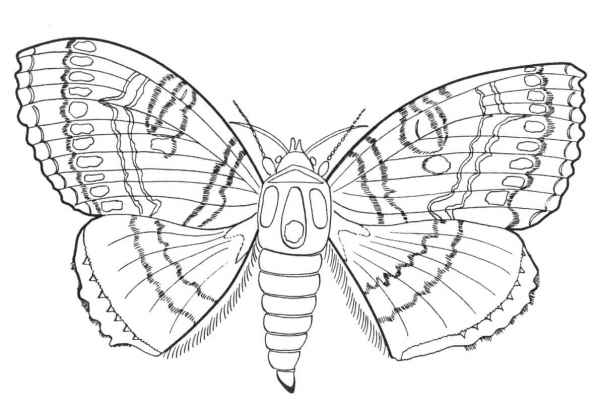 Butterfly coloring page image