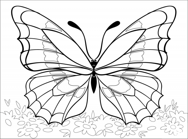 Butterfly coloring page image