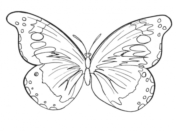 Butterfly coloring page image