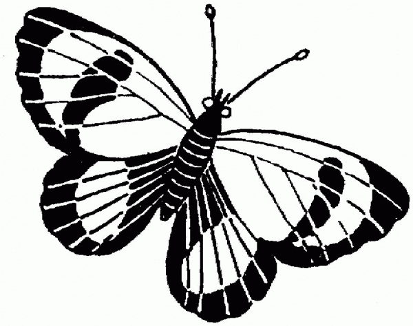 Butterfly coloring page image