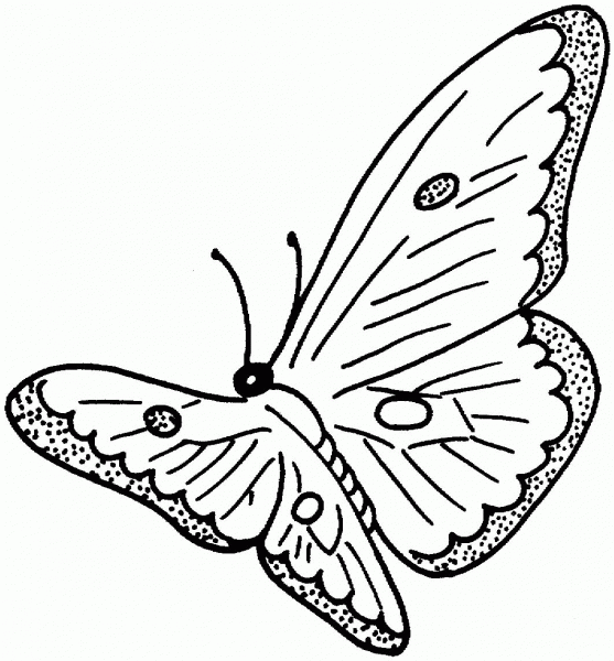 Butterfly coloring page image
