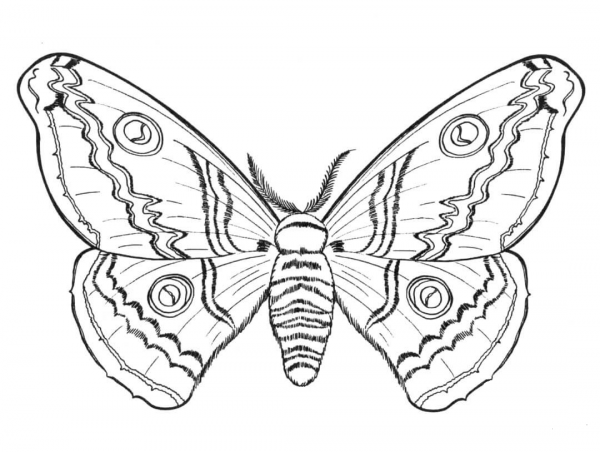 Butterfly coloring page image