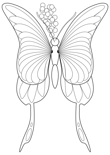 Butterfly coloring page image