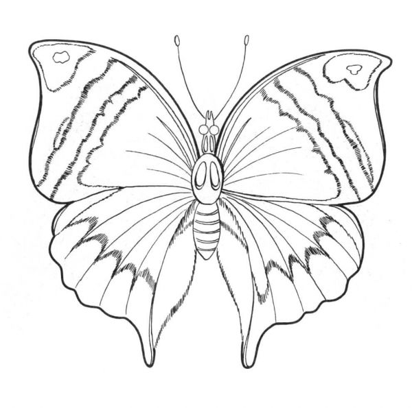 Insects Archives - ColouringPages