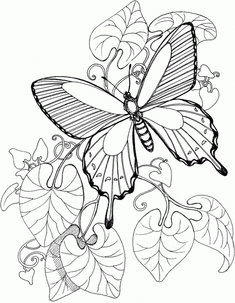 Butterfly Is Flying On The Garden coloring page image